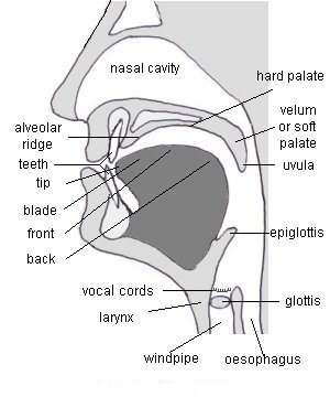 organs-of-speech